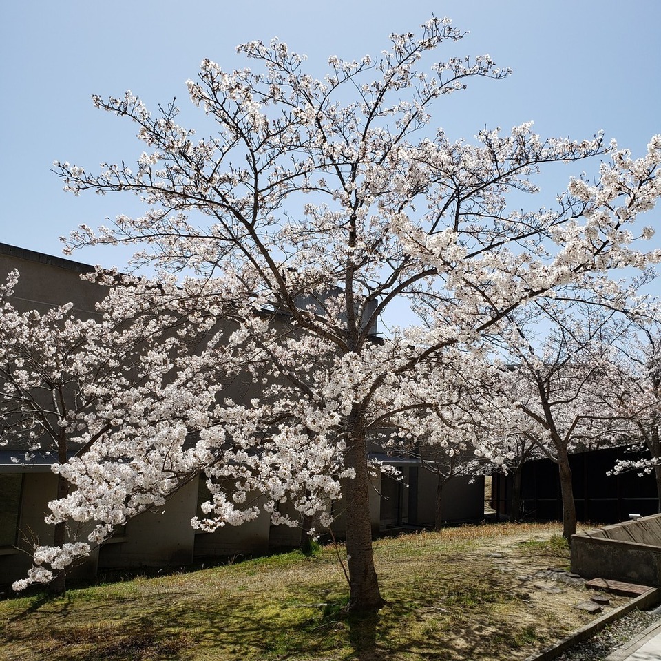 よきかなさんの この一枚「入学式 1  桜満開のなか…」