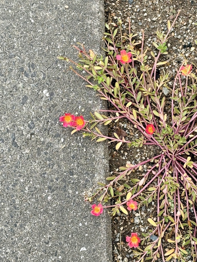 すずかけさんの この一枚「神学校の草花」