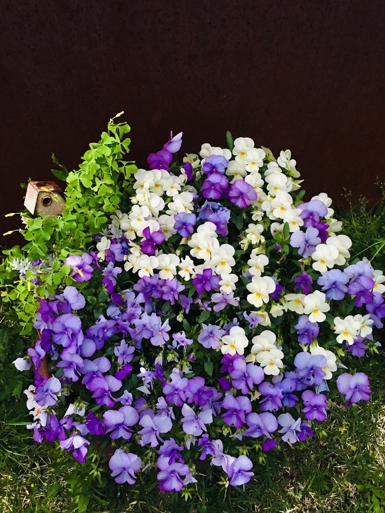 すずかけさんの この一枚「神学校の草花」