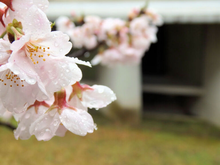Guchiさんの この一枚「神学校の桜が待ち遠しいです」