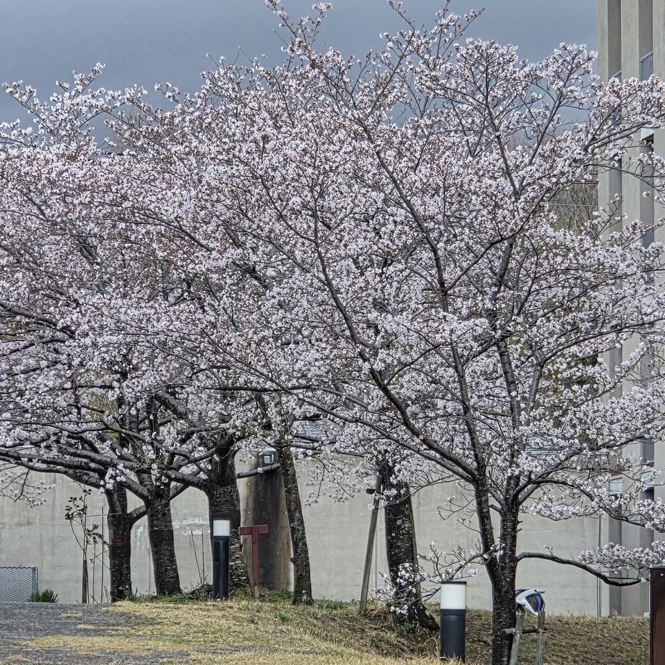 よきかなさんの この一枚「桜ほぼ満開です。入学式の頃は花吹雪が綺麗でしょう。<br>4月10日お待ちしております。」