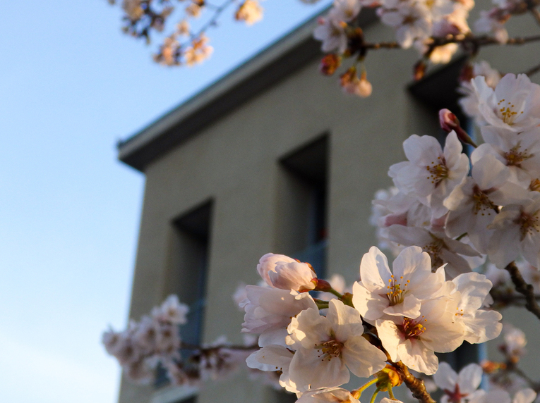 Guchiさんの この一枚「例年より早いペースで神学校の桜が咲き始めました。<br>早朝、朝日に照らされた桜をパチリ。<br>4/2の入学式のころは満開でしょうか。新入生の新しい生活が守られますように・・・」