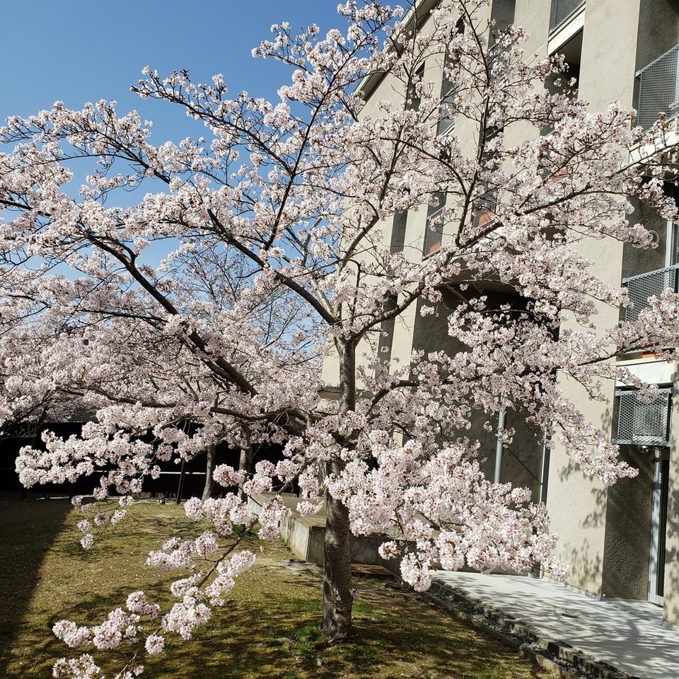 よきかなさんの この一枚「桜、満開。明日は入学式です。」