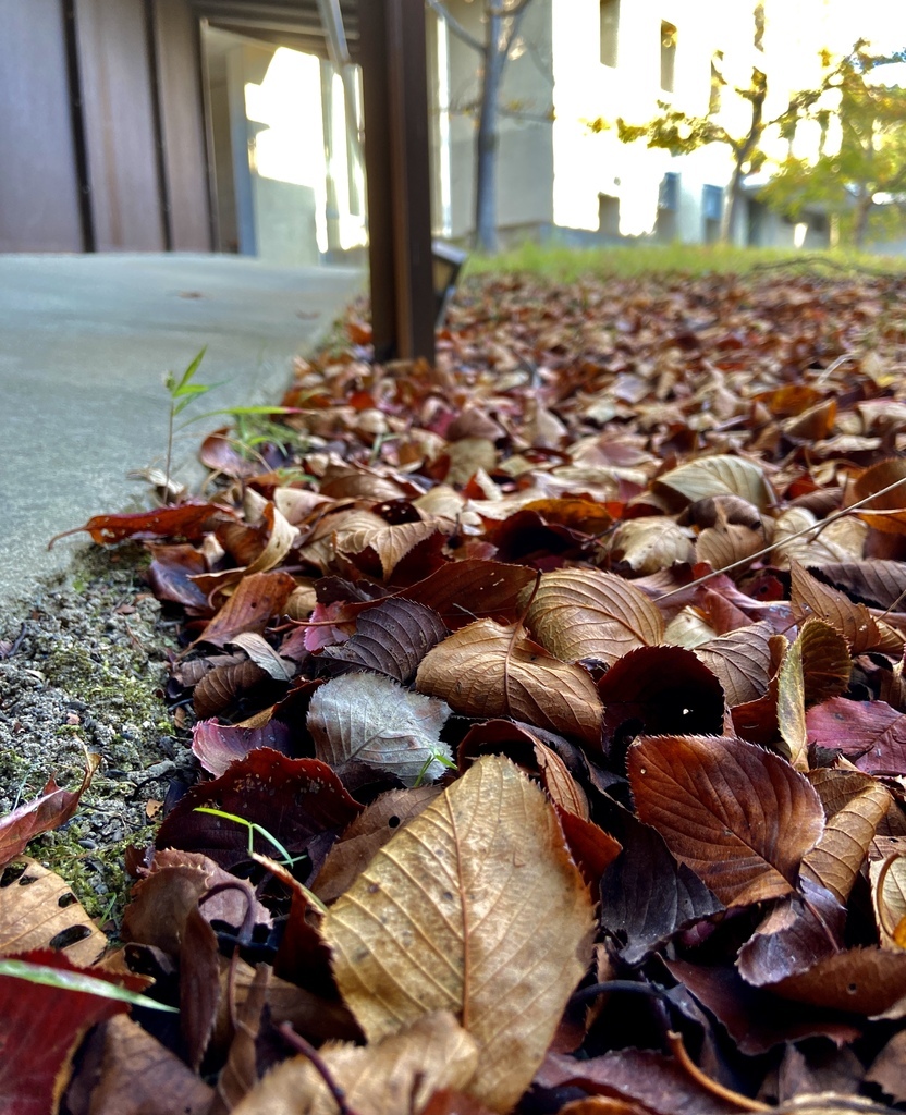 Guchiさんの この一枚「今週、急に落ち葉の量が増えた気がします。<br>落ち葉回収大掃除ももうすぐです。」