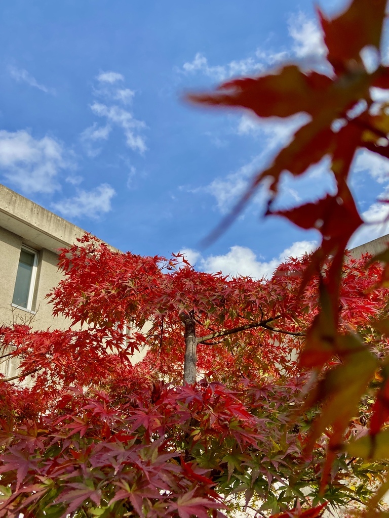 Guchiさんの この一枚「神学校の中庭ももみじも、赤く染まってきました。中庭が待ったな絨毯になるものもうすぐです。」