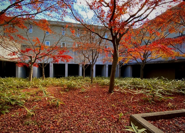Guchiさんの この一枚「神学校の中庭のもみじは、すっかり葉が落ち、真っ赤の絨毯となりました。クリスマスが近いことを感じます。」