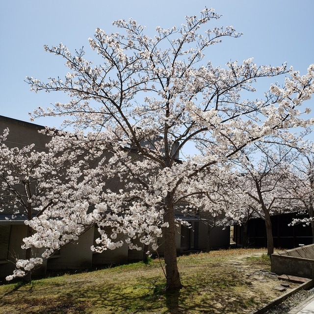 入学式 1  桜満開のなか…