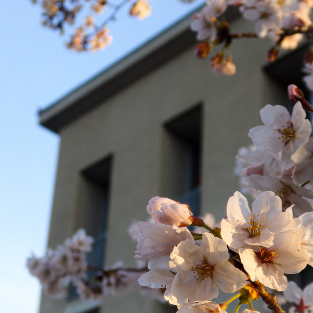 例年より早いペースで神学校の桜が咲き始めました。
早朝、朝日に照らされた桜をパチリ。
4/2の入学式のころは満開でしょうか。新入生の新しい生活が守られますように・・・