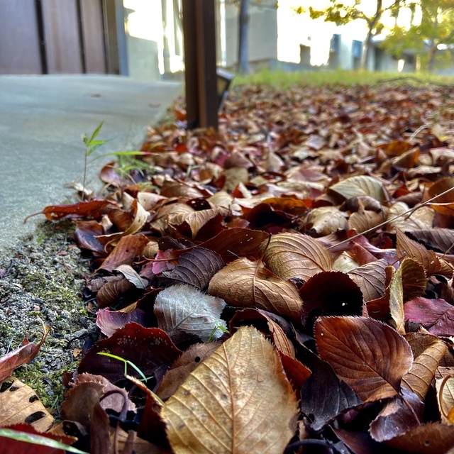 今週、急に落ち葉の量が増えた気がします。
落ち葉回収大掃除ももうすぐです。