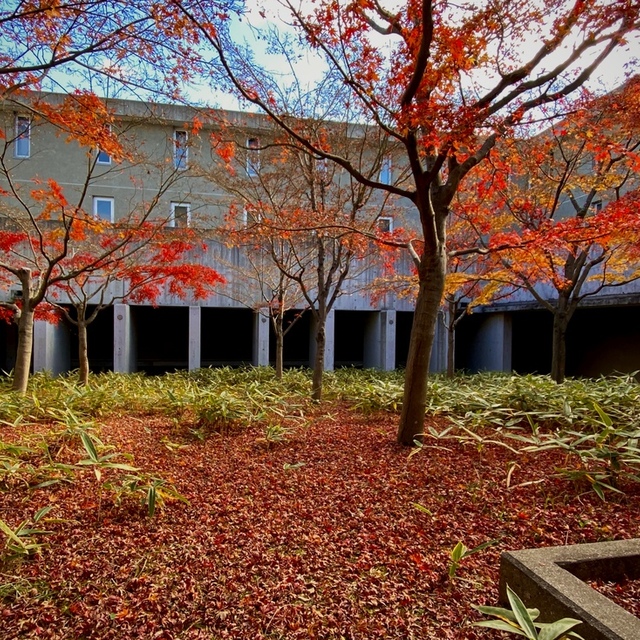 神学校の中庭のもみじは、すっかり葉が落ち、真っ赤の絨毯となりました。クリスマスが近いことを感じます。